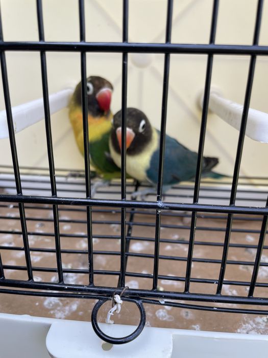 Agapornis Personatas
