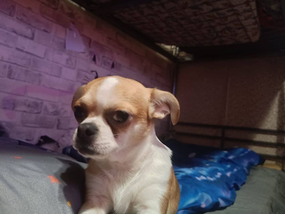 ZAGINĄŁ PIES chihuahua