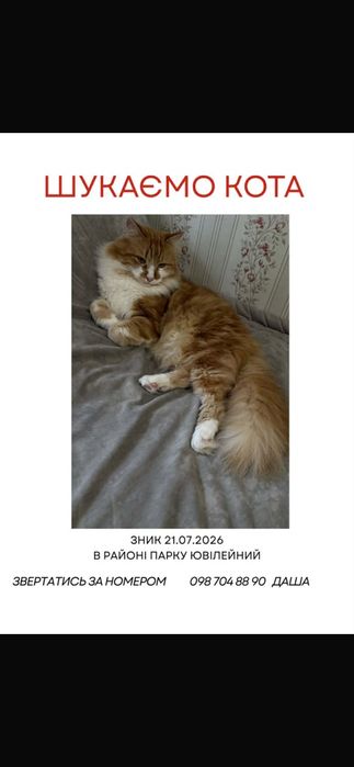 Пропал кот. Котик