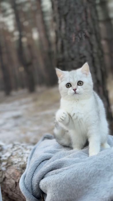 Гарна шотландська киця прямовуха шотландка срібна срібляста