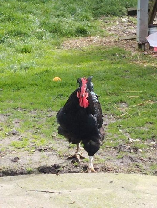 Jersey Gigante Negro Ovos Férteis