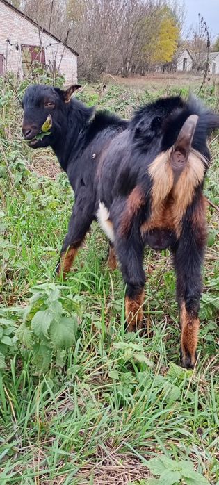 Козлик мама Ламанча батько Нубокаморі