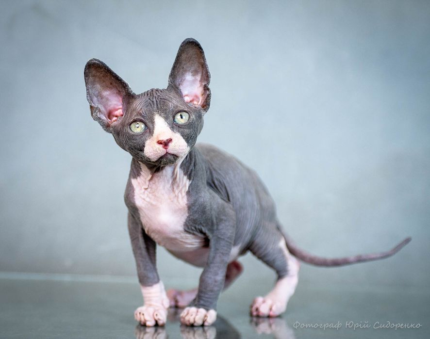 Сфинкс эльф , эльфик , шикарный мальчик, есть девочка, золотой характер,