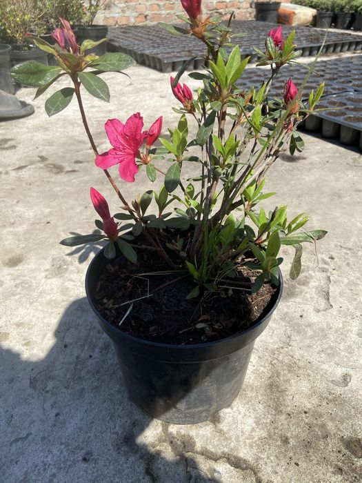 квіти Азалія 400