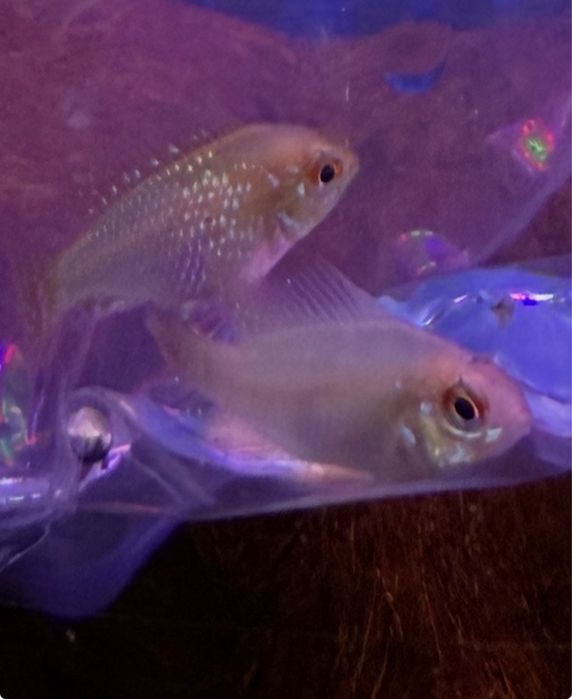 Ramirezi dourado casal