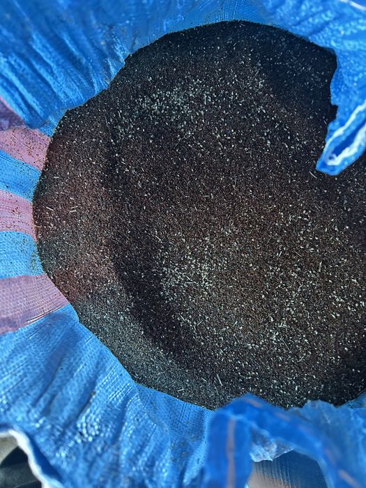 Babka Lancetowata / Nasiona ekologiczne