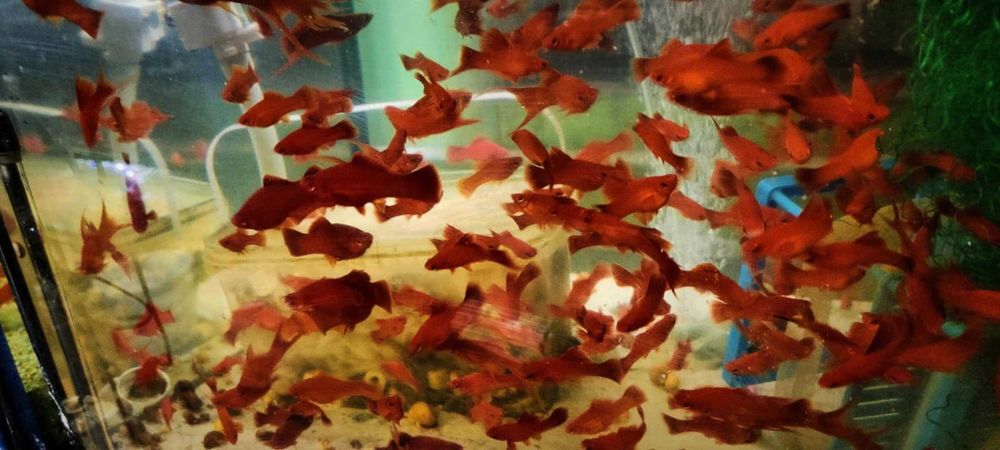 Mieczyk , mieczyki czerwone standard i żaglówka