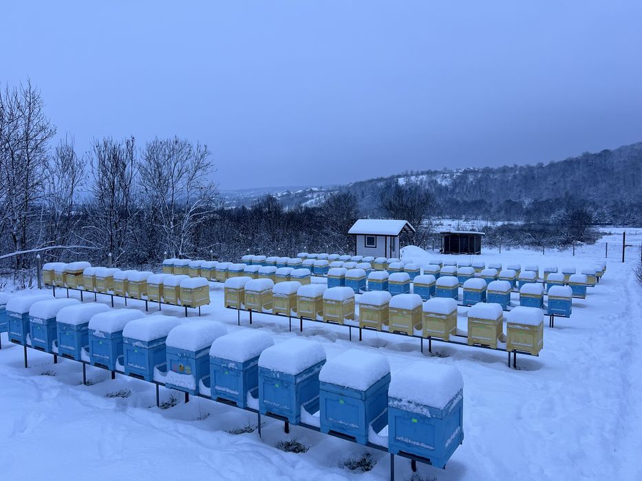 Продам бджолопакети