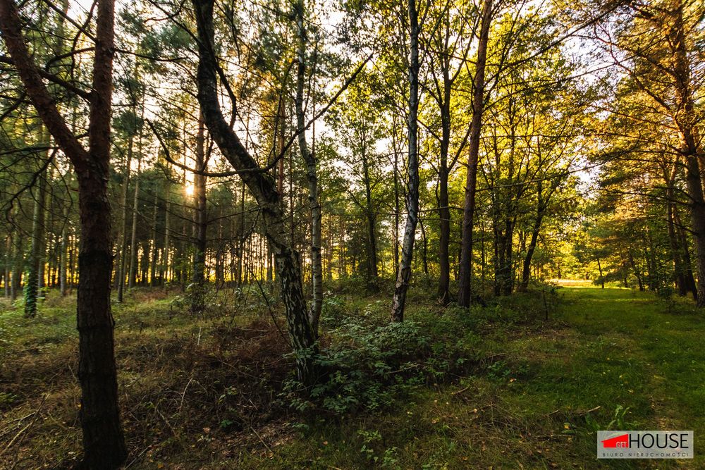 Dzika natura- działka z lasem- PAROWA- UNIKATOWA LOKALIZACJA - Widok 2