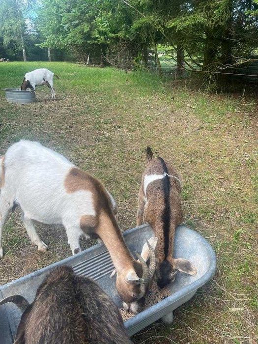 2 cabras mestiças Boer/Turíngia da Floresta + cabrito/cabrito