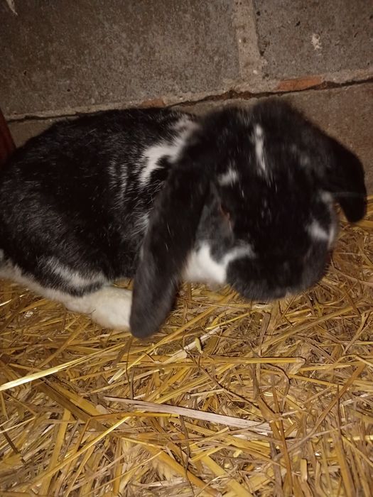 Samiec baran francuski