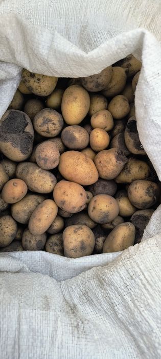 Картопля дрибна для худоби