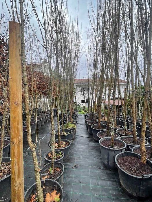 Árvore Populus nigra " italica" 300/350cm