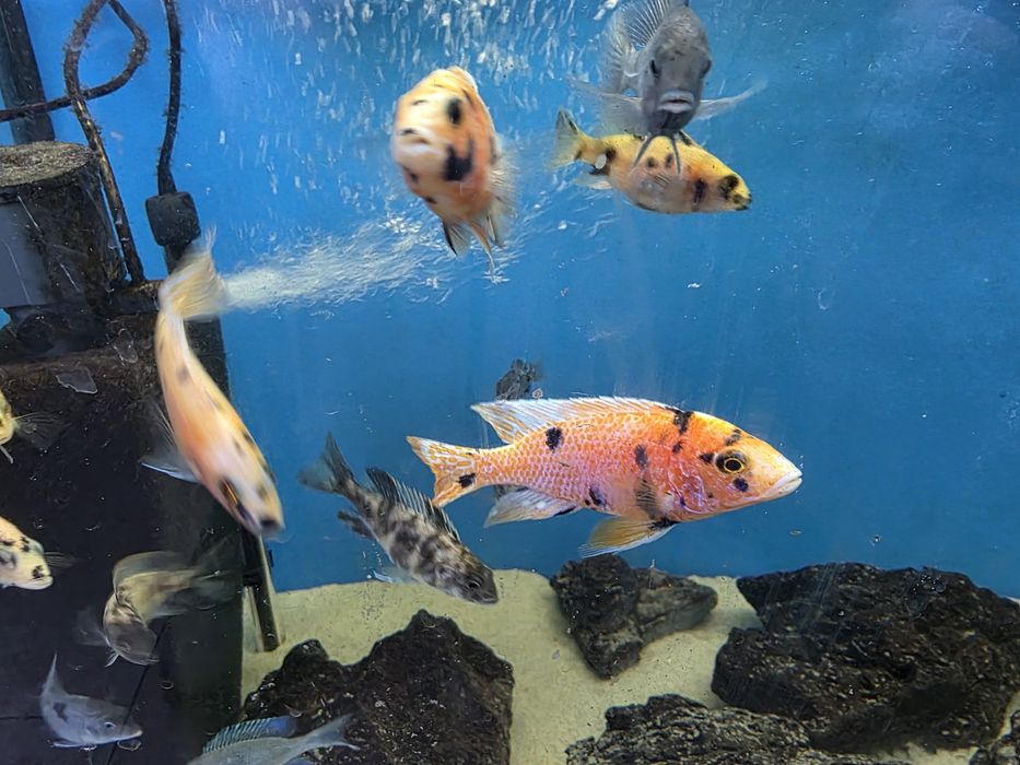 Pyszczaki Aulonocara marmelade ob