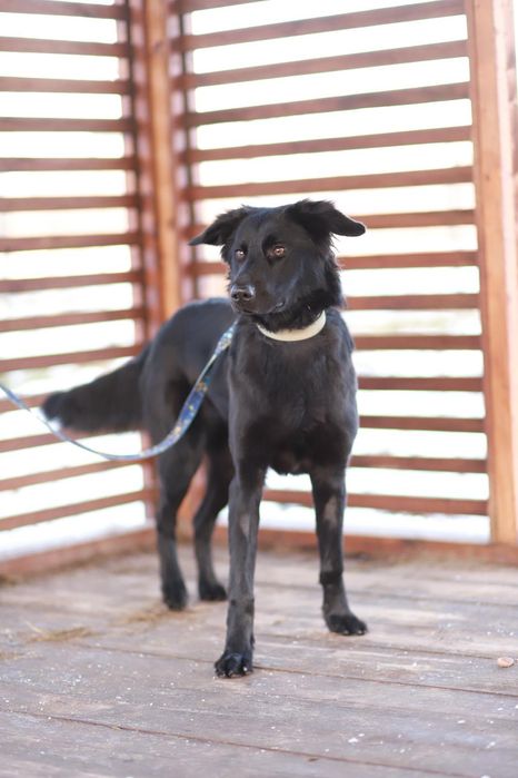 Jestem towarzyska, miła i oddana, czy dasz mi szansę na dom?