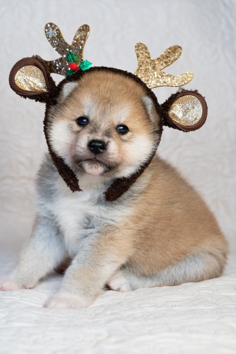 Дівчатка та хлопчик японської Акита ину