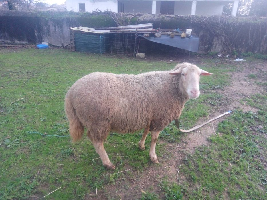 Vendo carneiro lacaune