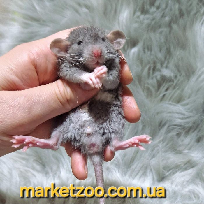 Супер шикарний малюк кучерявий Дамбо рекс шикарний крысы,крысята,криси