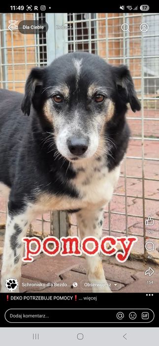 Deko, uratuj przed wywózką