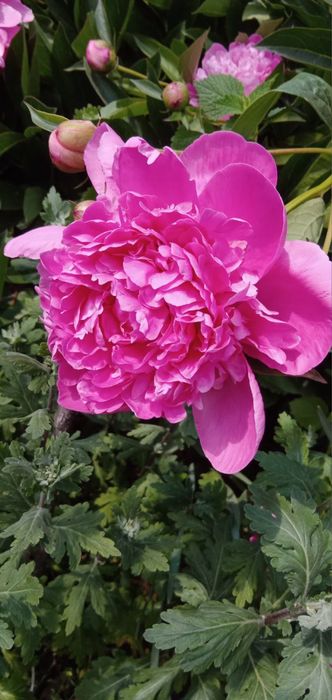 Адоніс весняний, ромашка квітка, піони, тюльпан карликовий, мак повний