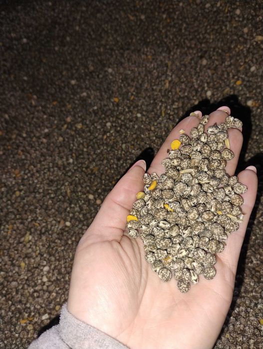 Sprzedam łubin gorzki wąskolistny