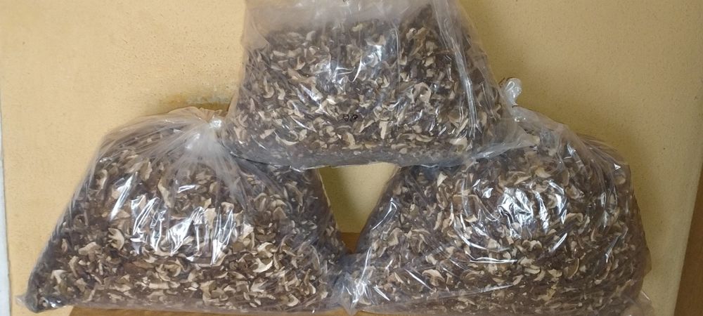 Suszone    Grzyby     2025