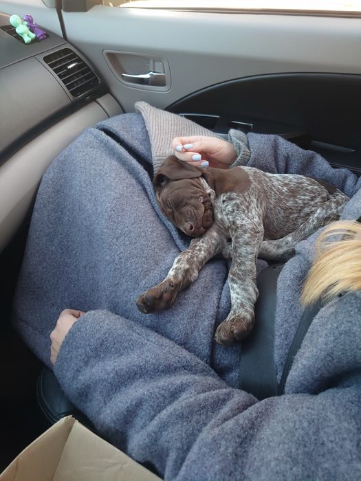 Доставка тварин, Перевезення тварин. Київ. Переїзд. Трансфер