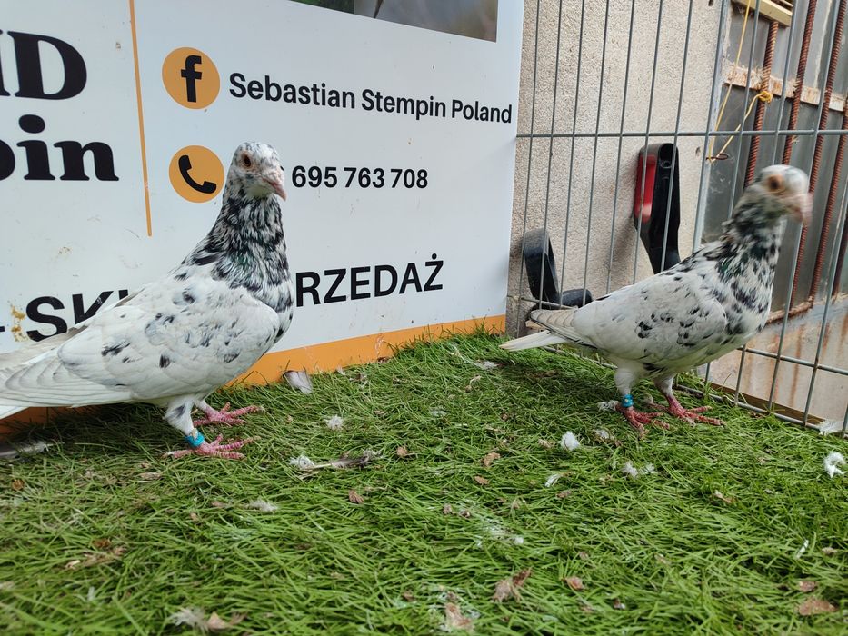 Gołębie. Pocztowy. Pocztowe. Almond. Możliwy transport