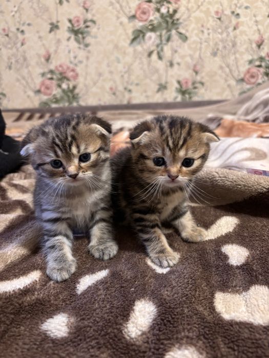 Продам котенка ,мальчик