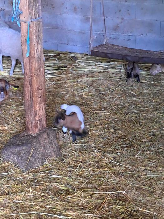 Barracão do Espanhol