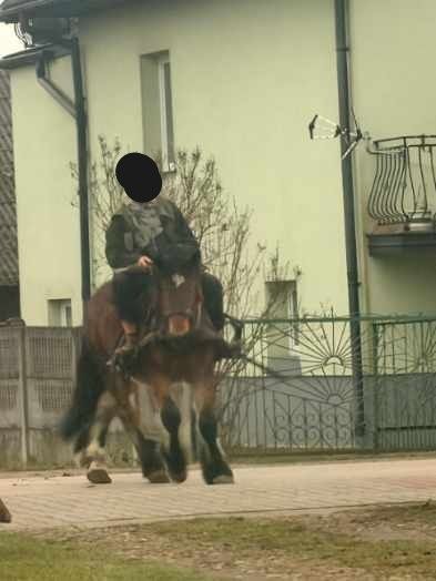 Koń zimnokrwisty z pochodzeniem