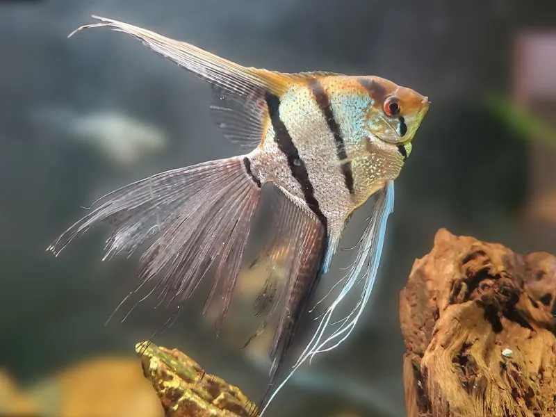 Escalar Cauda de Véu - Perophyllum Long Fin - Sortido