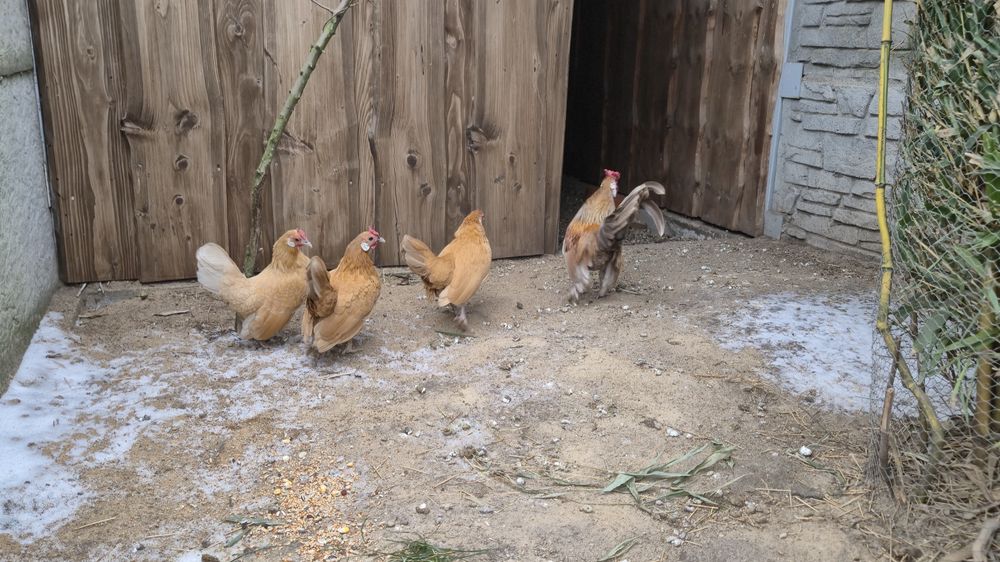 Jajka legowe bantamek