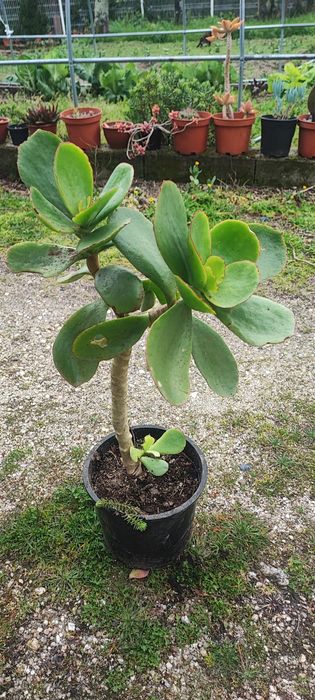 Planta suculenta