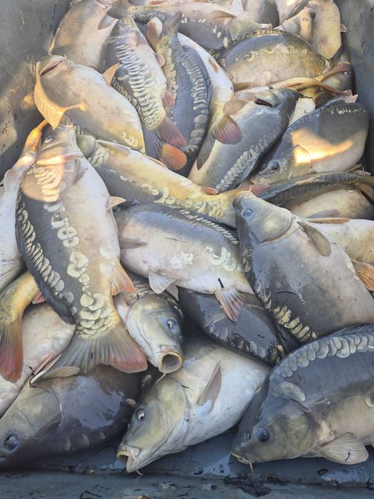 Karp 1,5-3 kg hodowany na zbożu , tołpyga lin karaś sandacz szczupak