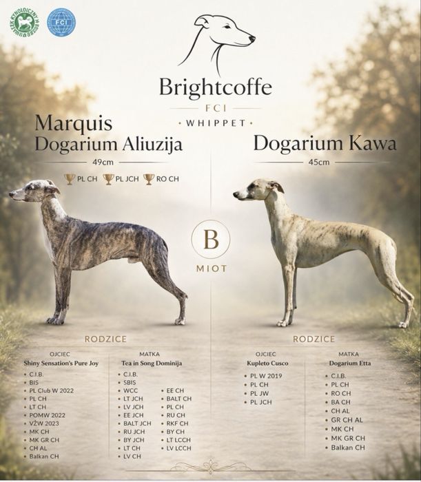 Whippet suczka - Brightcoffe ZKwP/FCI