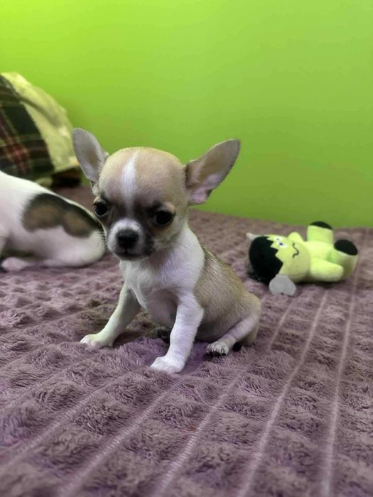Przepiekna Suczka XXS Chihuahua