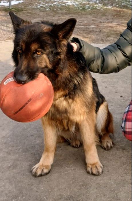 Щенок Немецкая овчарка стаф метис