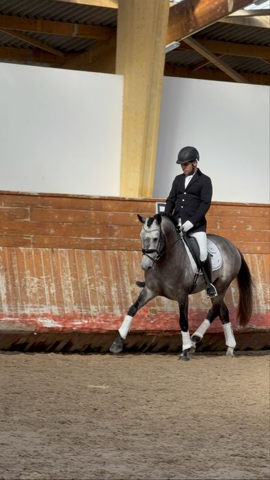 Cavalo Lusitano Puro,  Veiga !