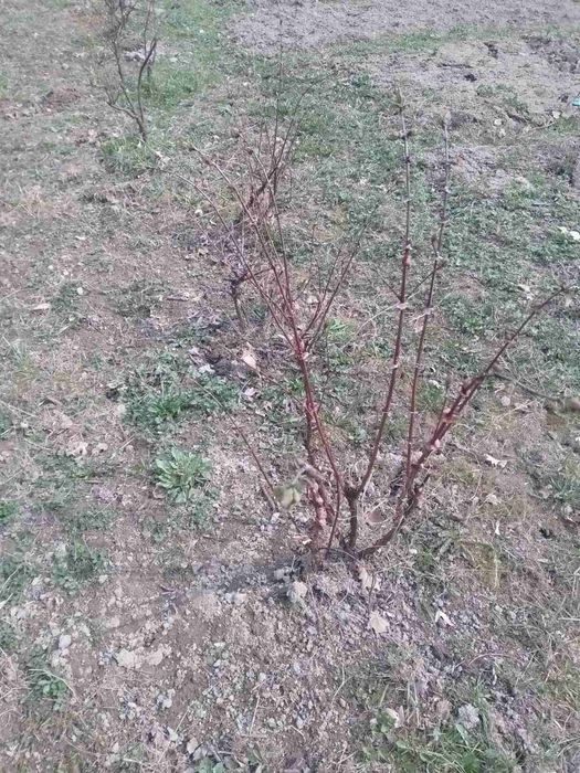 Продам дачу в районі авторинку