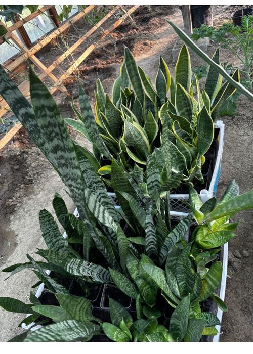 Sansevieria sanseweria