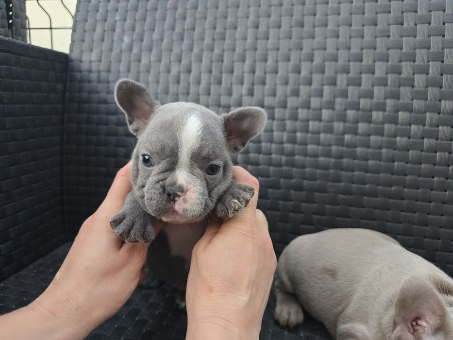 Buldogue Francês femea .