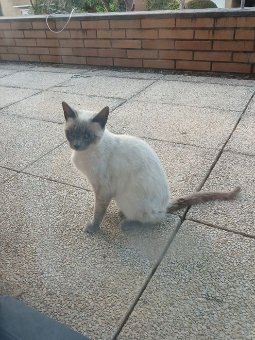 Dou gatinha siamês  com  1 ano