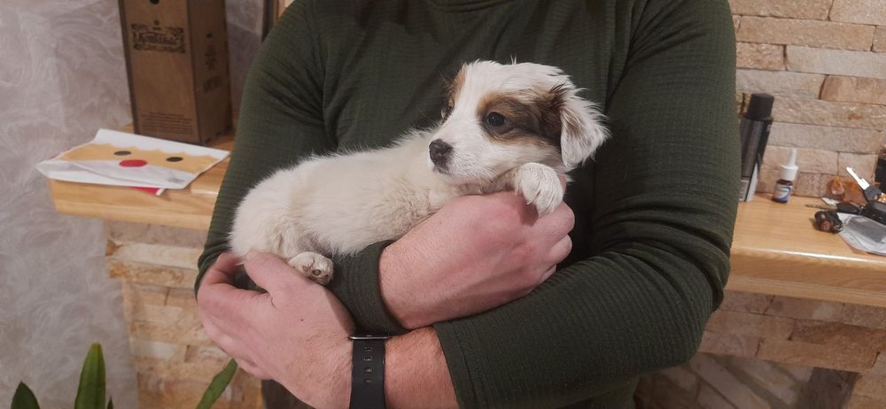 Віддам в добрі руки цуценят