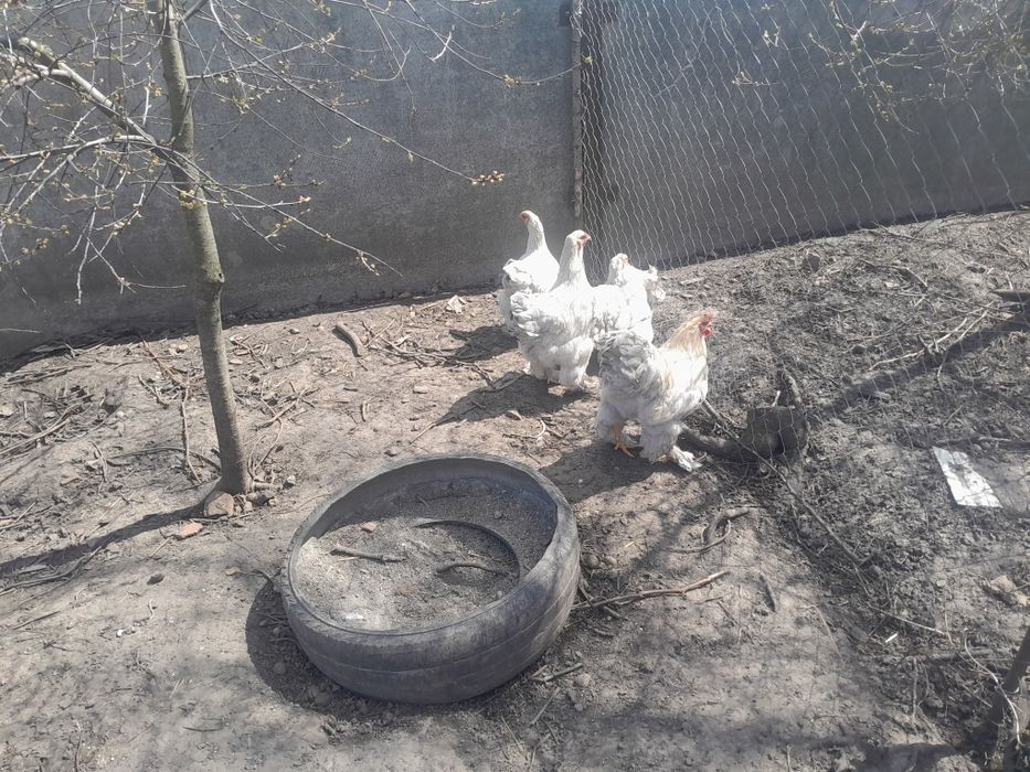 Інкубаційні яйця курей брама ізабелла.