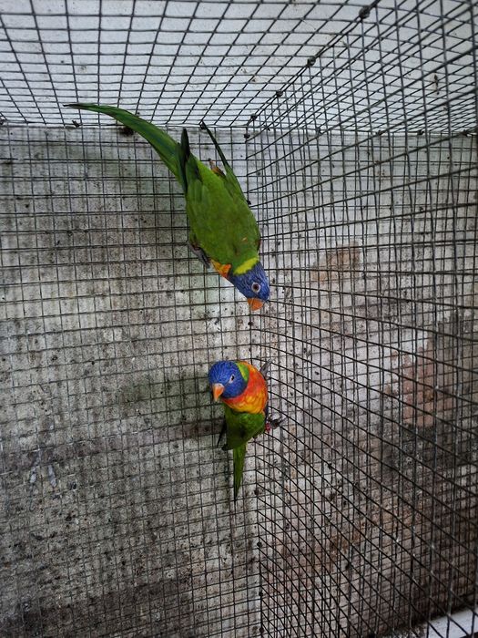 Casal de loris mulcanos para cedência