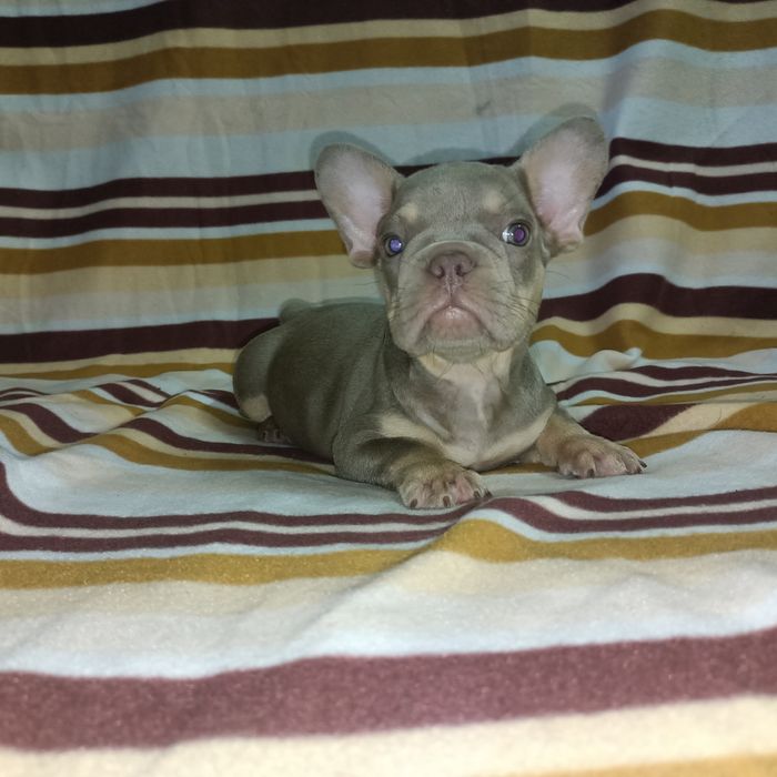 Французские милахи