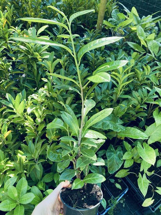 Lauros para sebes e vedacoes vaso 1L