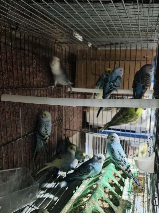 Piriquitos Australianos