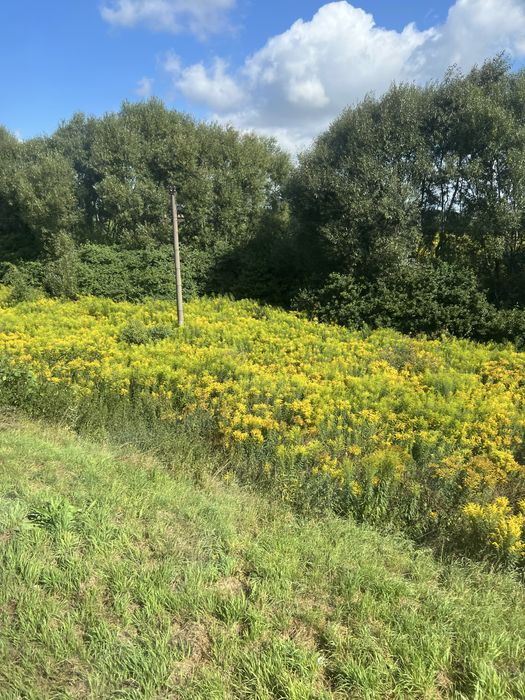 Продам дачу біля лісу